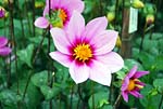 Dahlia 01 - s